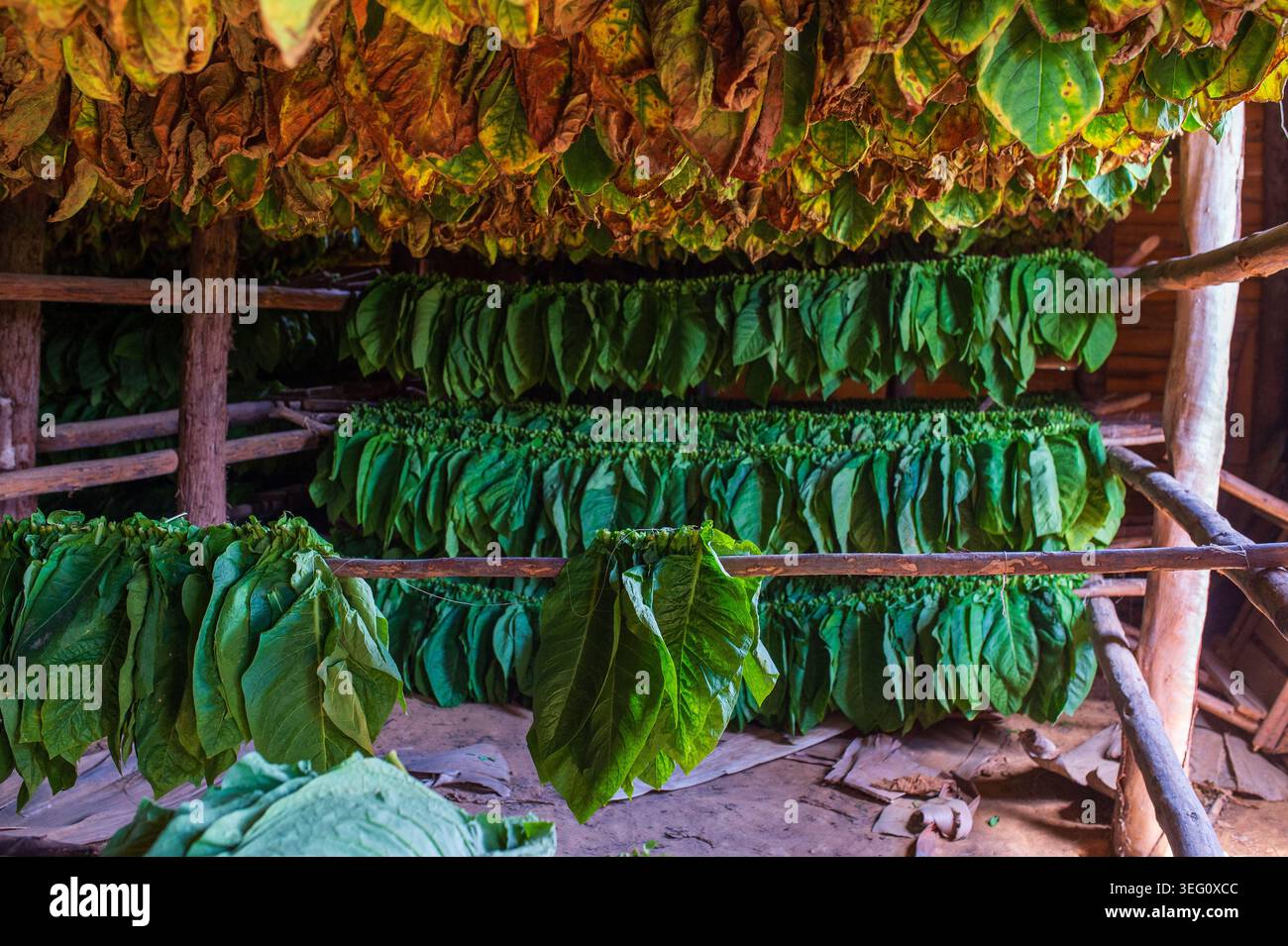 tobacco seeds for sale nearby Tobacco Seed Collection - Six Packets tobacco seeds for sale nearby Tobacco Seed Collection - Six Packets