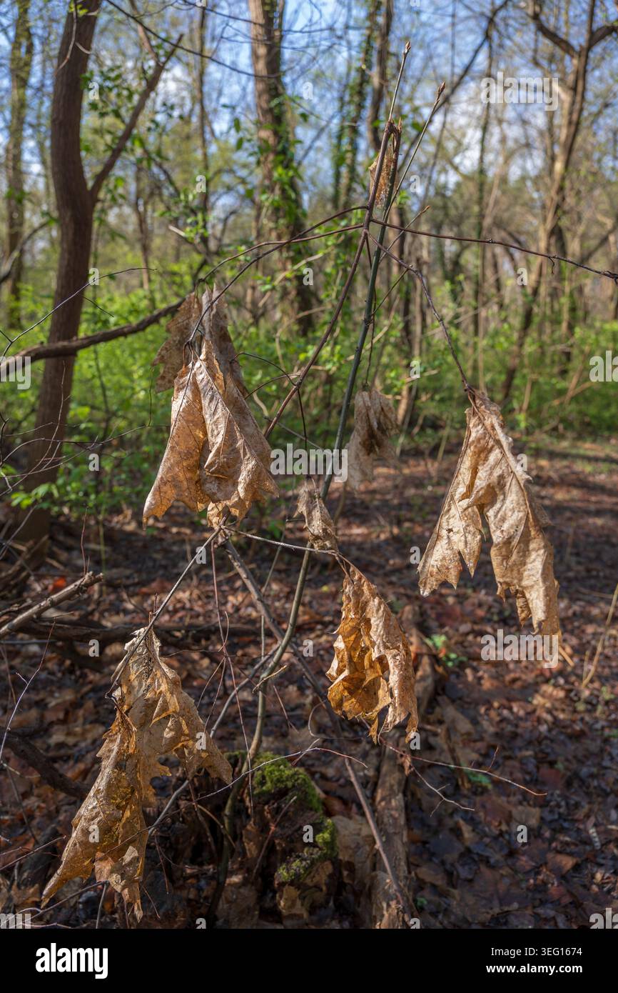 Dry autumn leaves in spring forest. Stock Photo