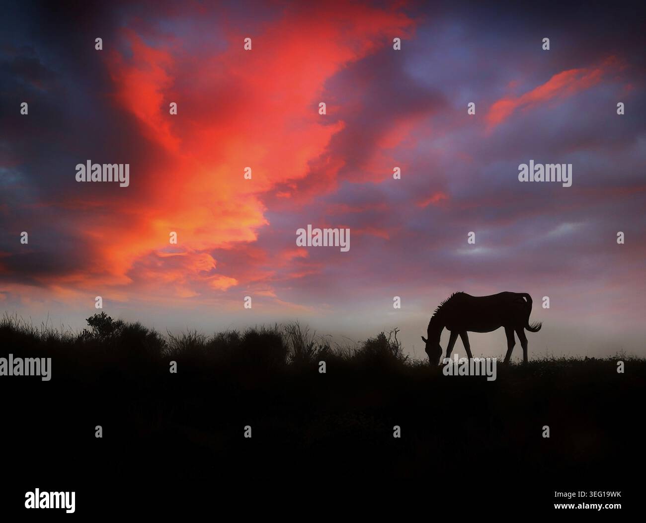 Silhouetted horse grazing below a magnificent sunset in the Frigiliana Campo (Countryside), in the province of Malaga, Andalusia, Spain. Stock Photo