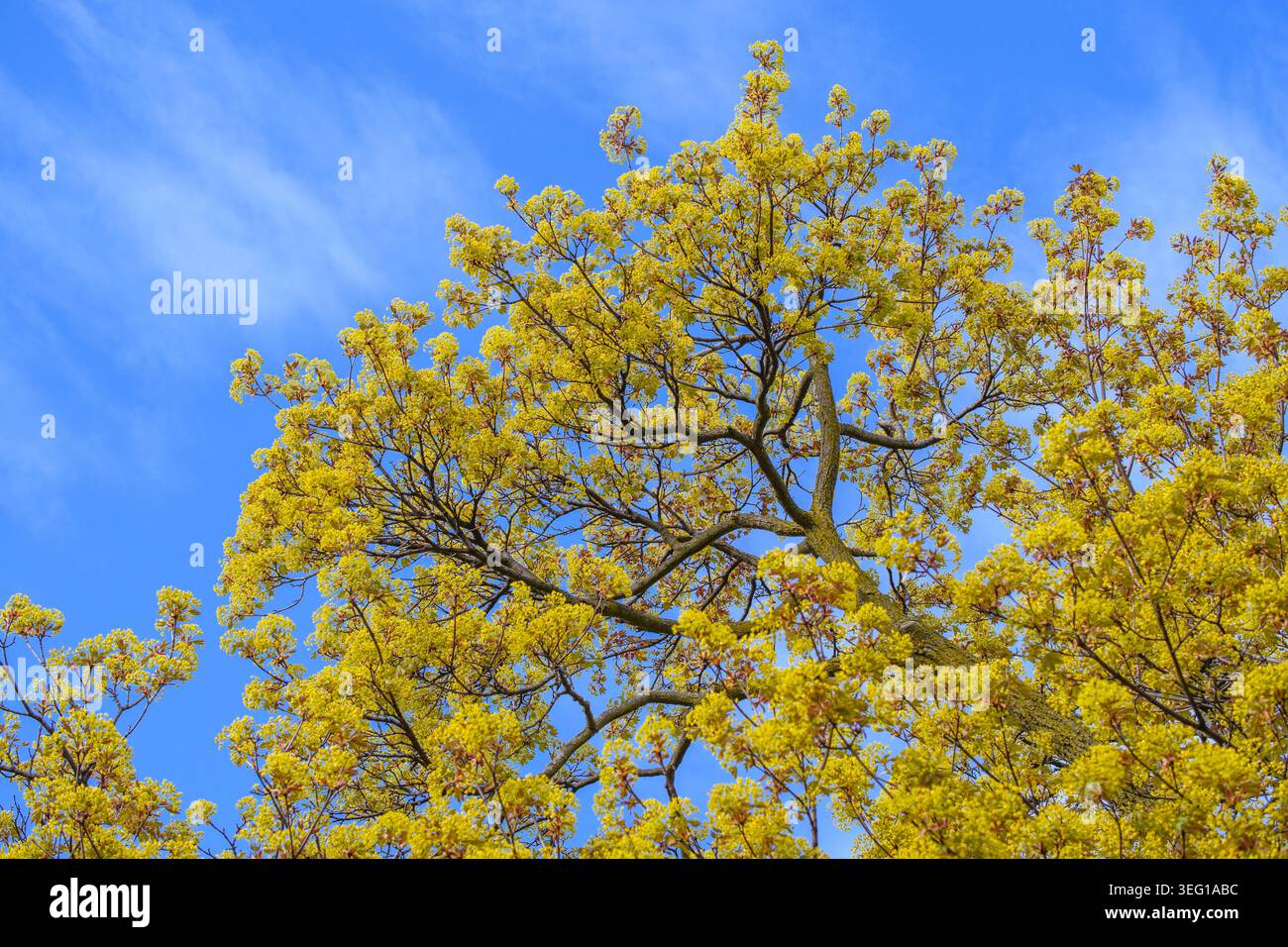 Yellow tree blossoms against a blue sky with wispy clouds. Stock Photo