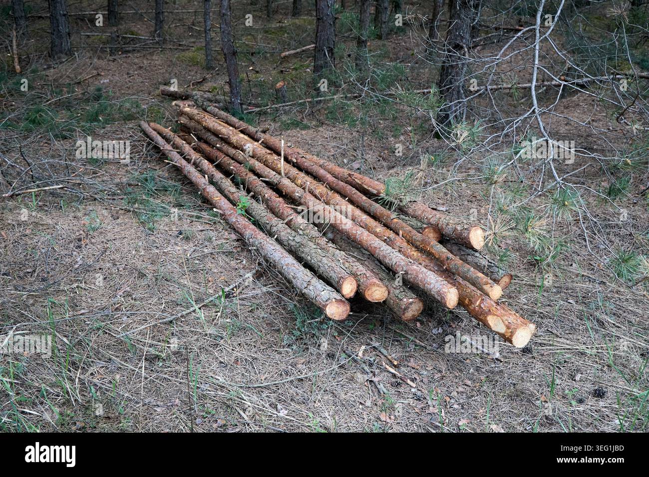 Small pine logs lie in stacks on dry forest ground after selective ...