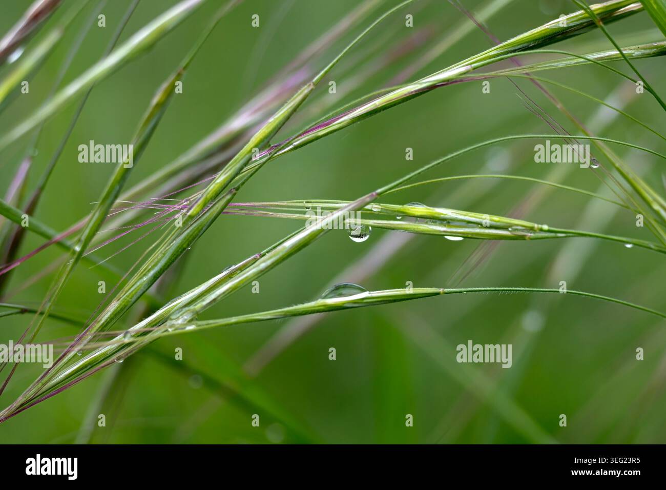 Raindrops on wild grass blades macro background Stock Photo
