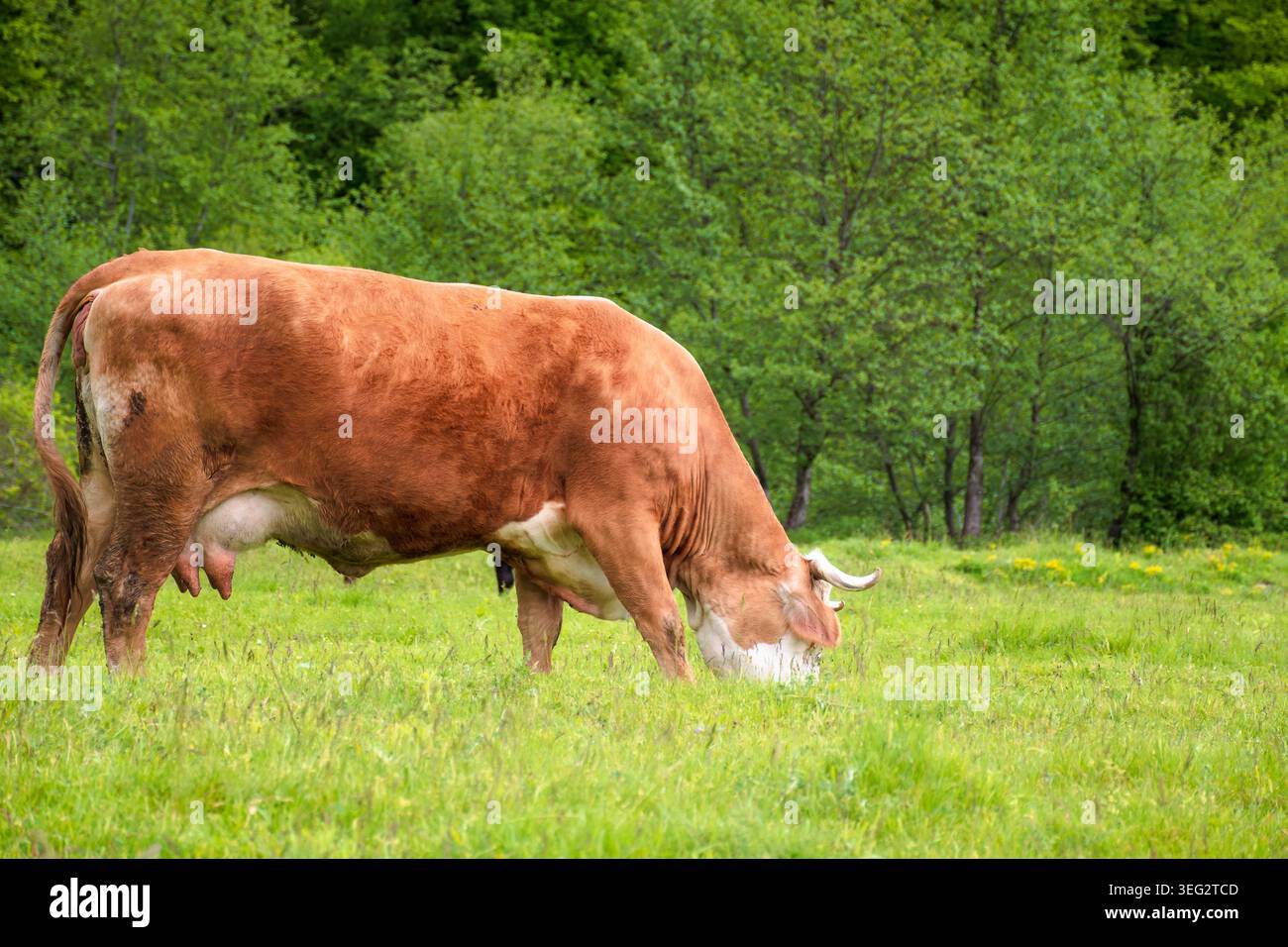 cattle of cows on a pasture near deciduous forest. lovely countryside scenery in springtime. rural cows grazing on the field. carpapthian grass fed ca Stock Photo