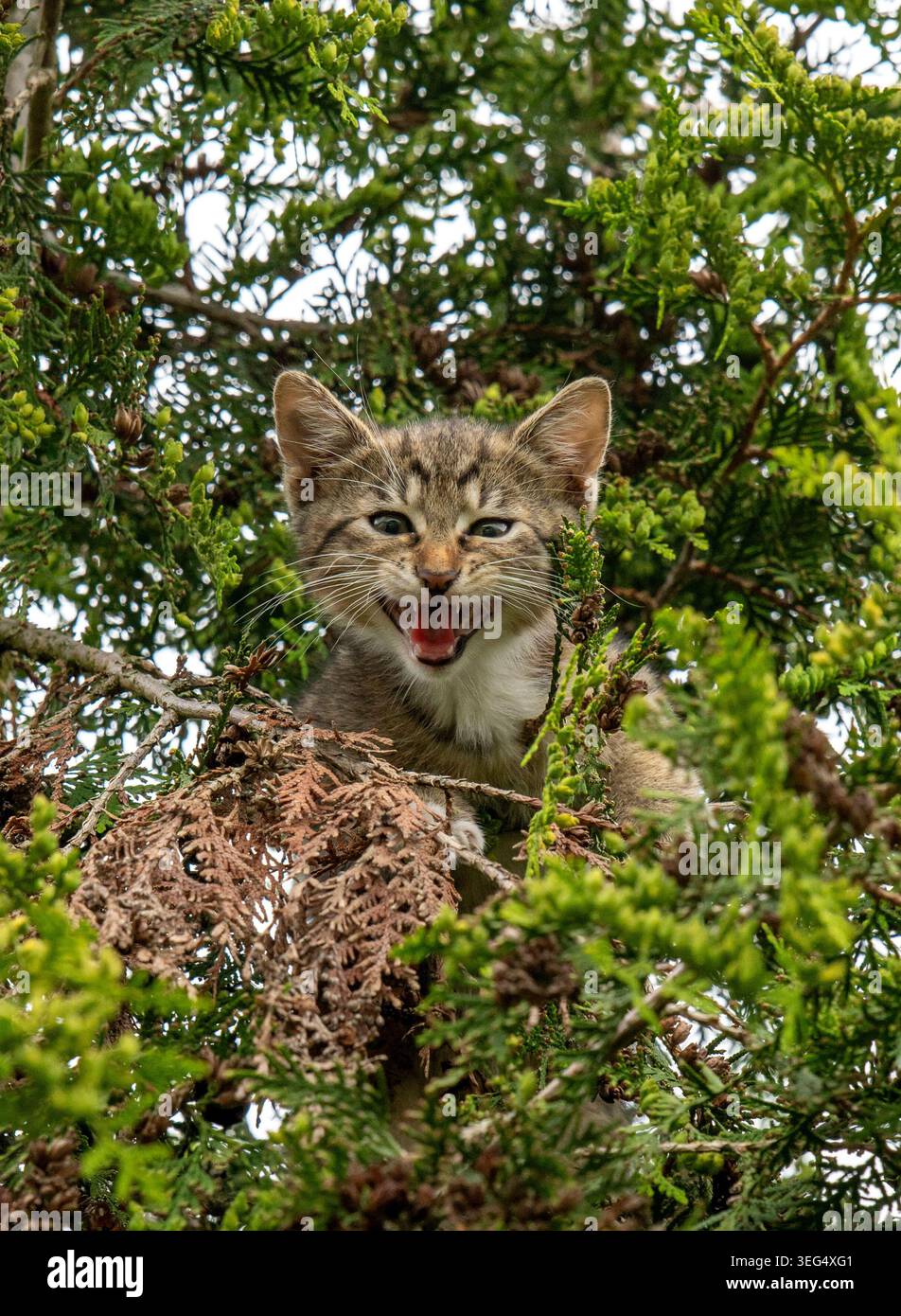 Rescue cat stuck in a tree hi-res stock photography and images - Alamy
