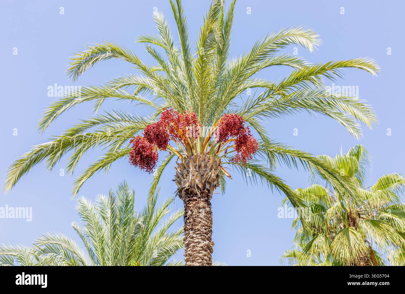 Tall palm tree with fruit hanging hi-res stock photography and
