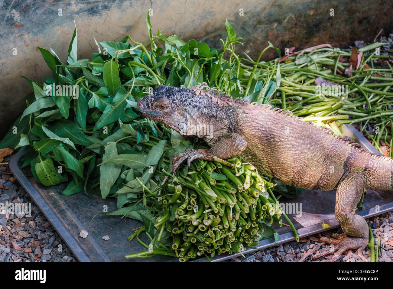 Large Iguana Crawling on Fresh Green Vegetables Stock Photo
