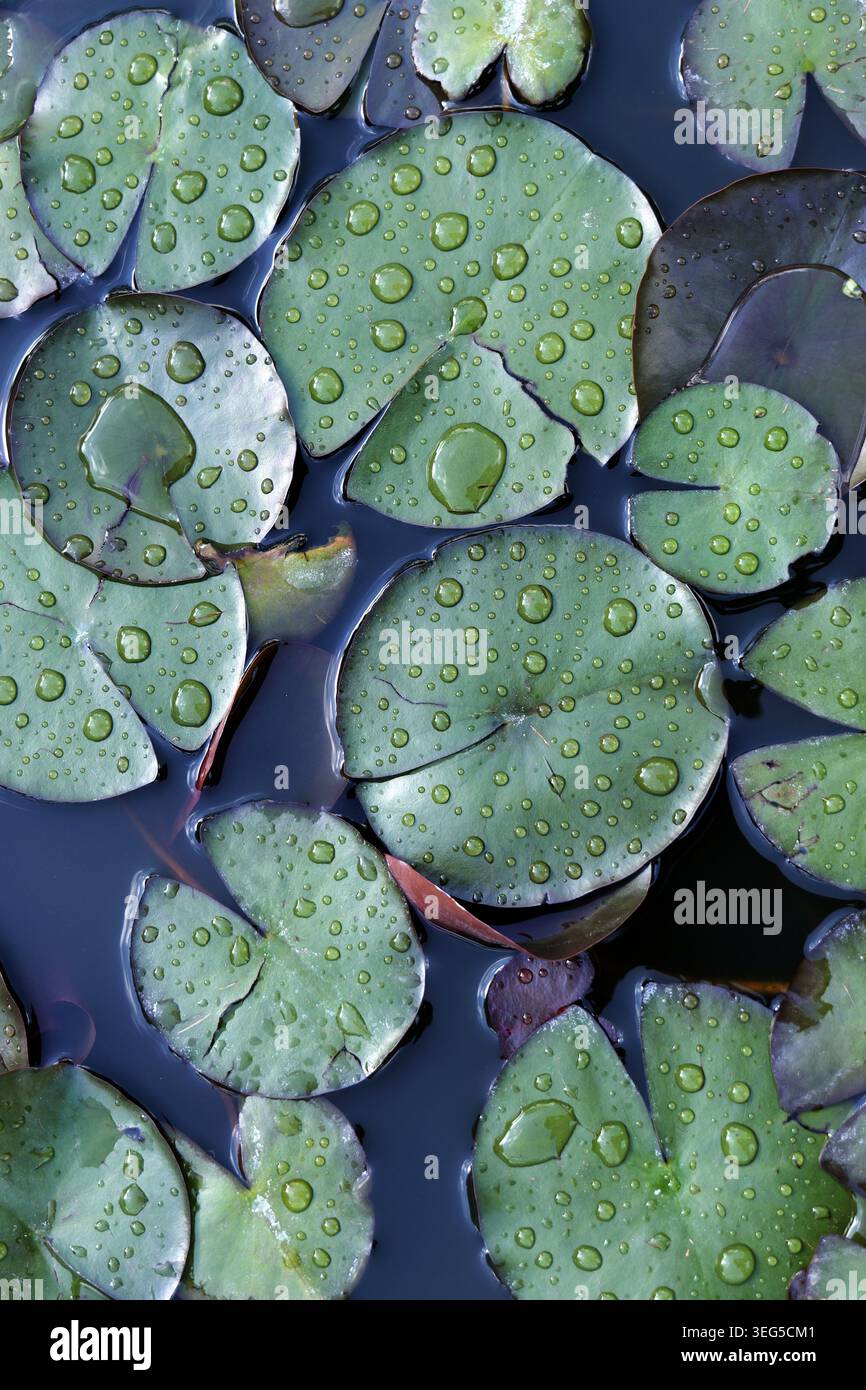 Green lily pads dotted with clear water droplets float on a dark pond, creating a serene, detailed close up of natures calm, moist textures and reflec Stock Photo