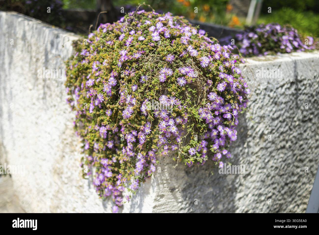 Pink flowers Delosperma cooperi close-up outdoor Stock Photo