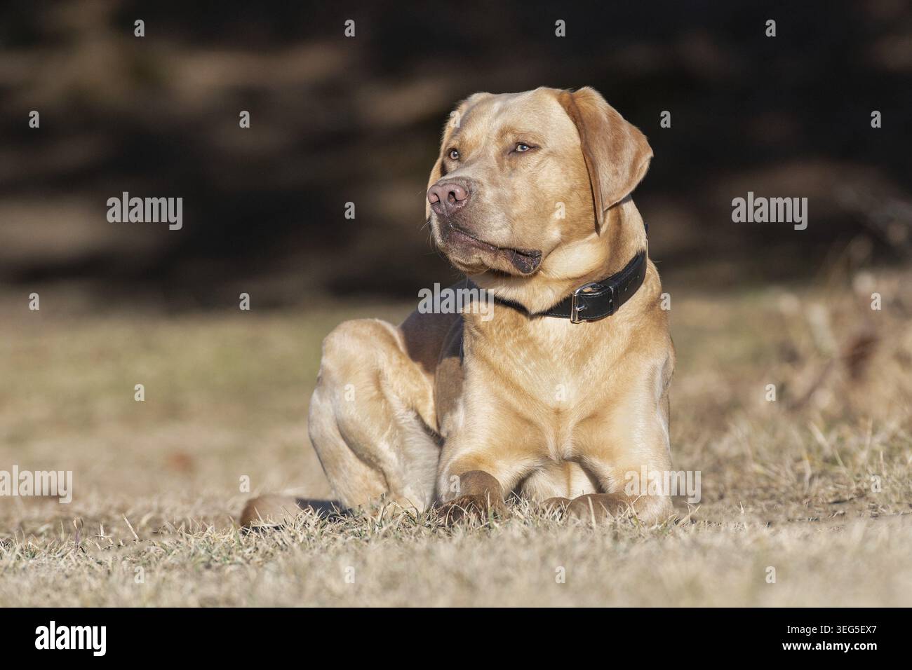 Labrador Stock Photo