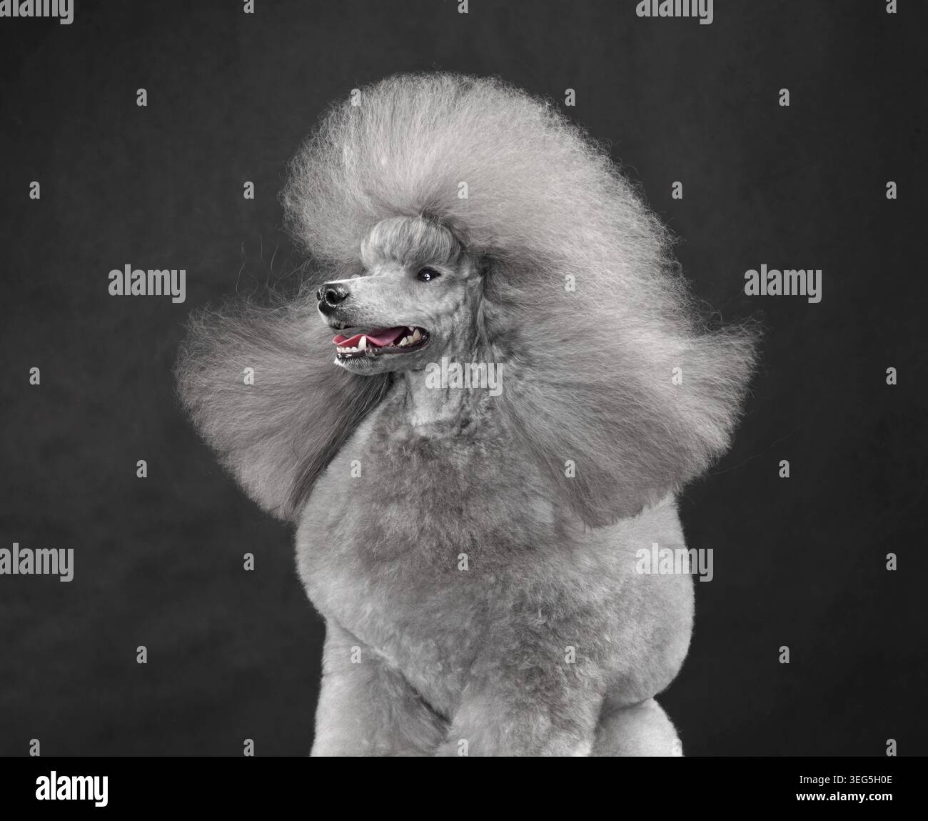 Sitting silver poodle hi-res stock photography and images - Alamy