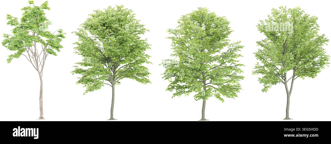 Beech Trees collection with realistic style Stock Vector