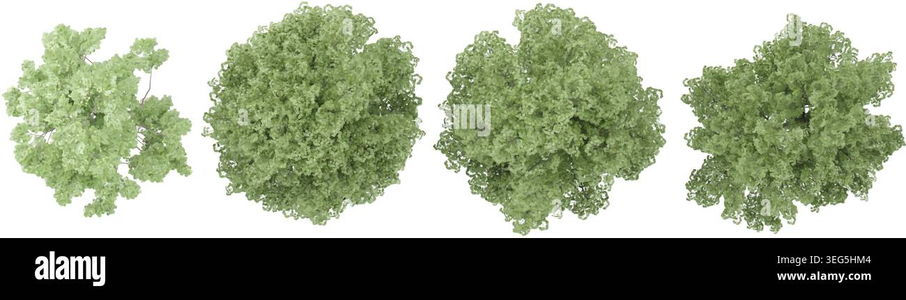Beech Trees collection with realistic style from top view Stock Vector