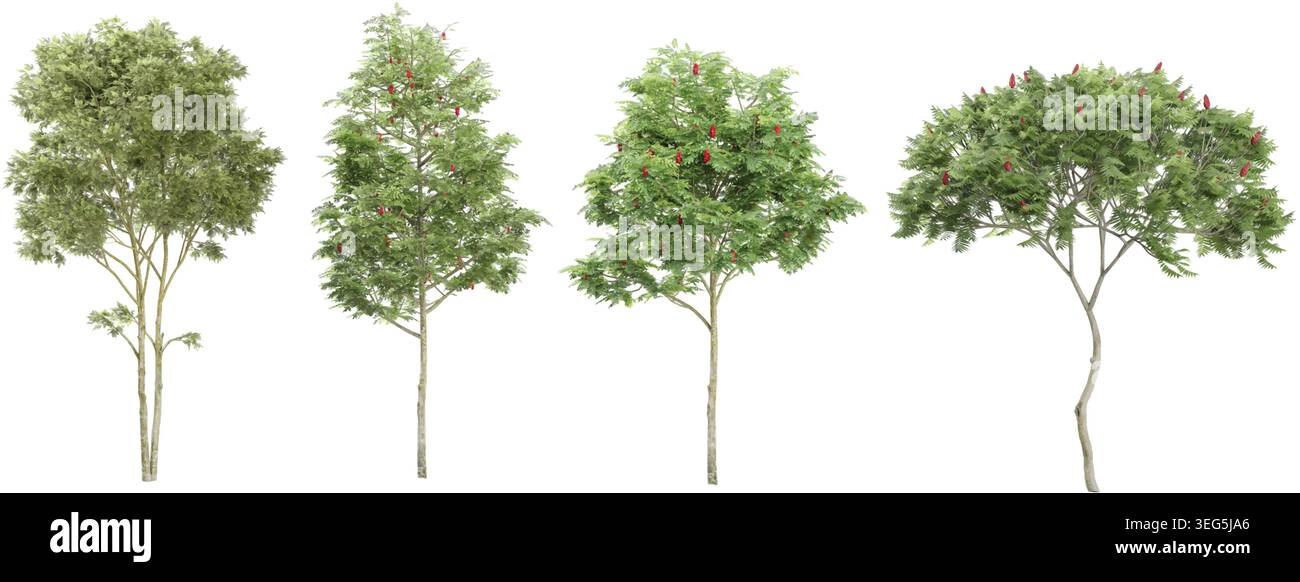 Jungle Rowan,Silver birch trees shapes cutout 3d render Stock Vector