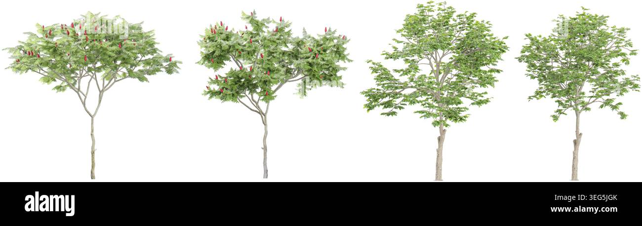 Rowan,Silver birch trees with transparent background, 3D rendering, for illustration Stock Vector
