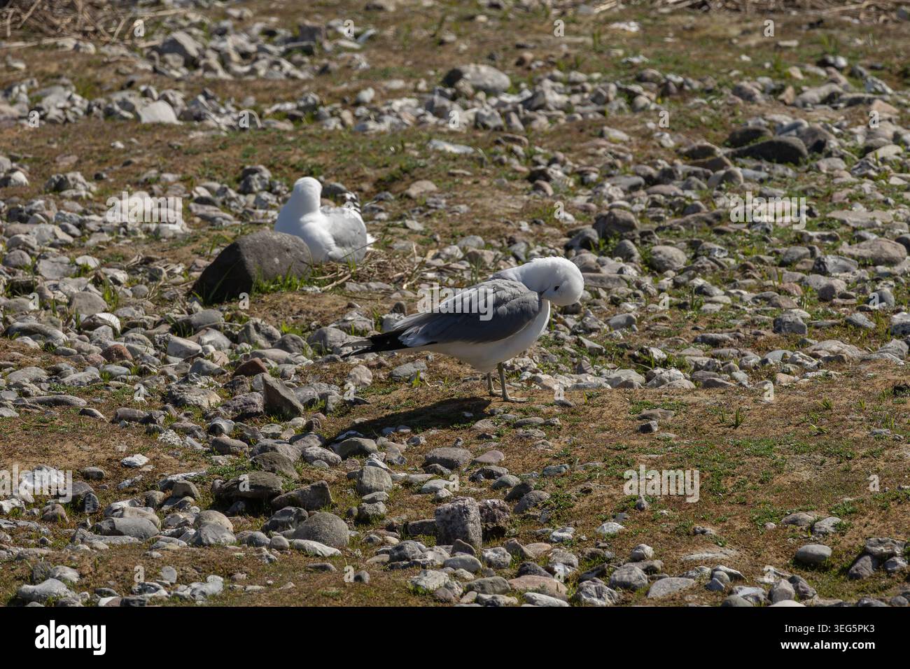 Common gull preening on pebbly beach, another rests in background Stock Photo