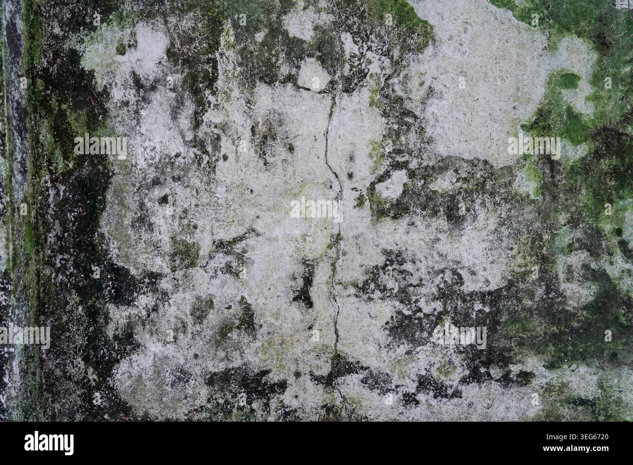 Algae and moss causing green patches on white wall Stock Photo
