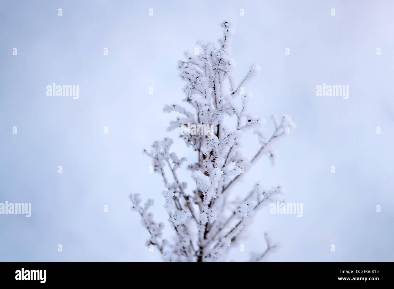 Snowy frost bush branches winter background Stock Photo - Alamy
