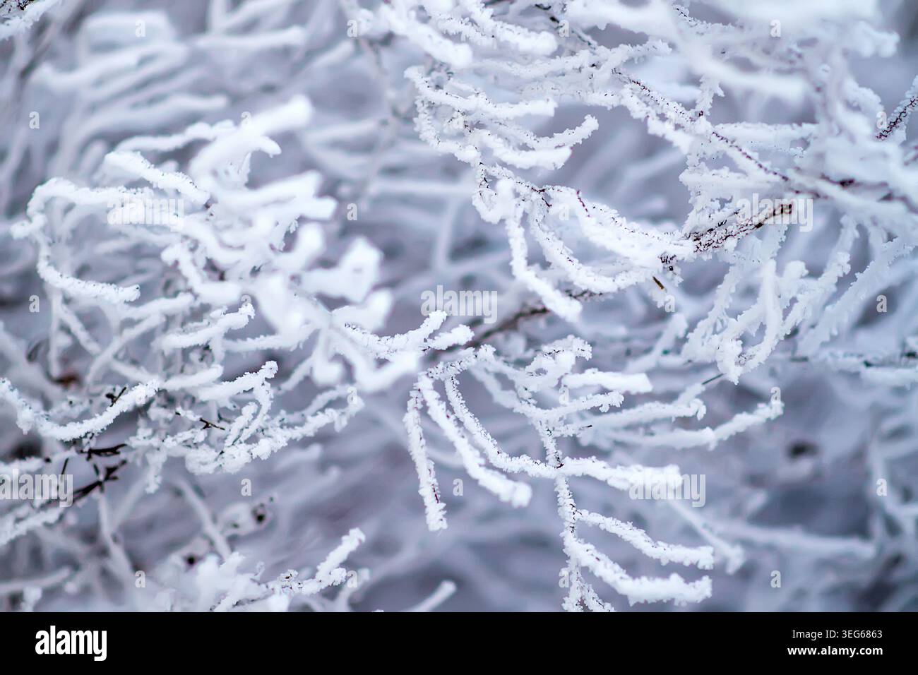 Snowy frost bush branches winter background Stock Photo - Alamy