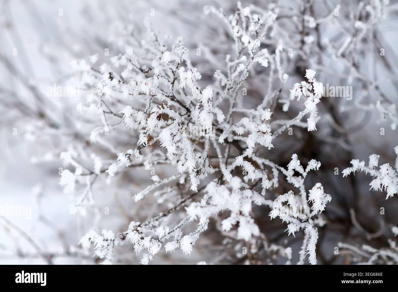 Snowy frost bush branches winter background Stock Photo - Alamy