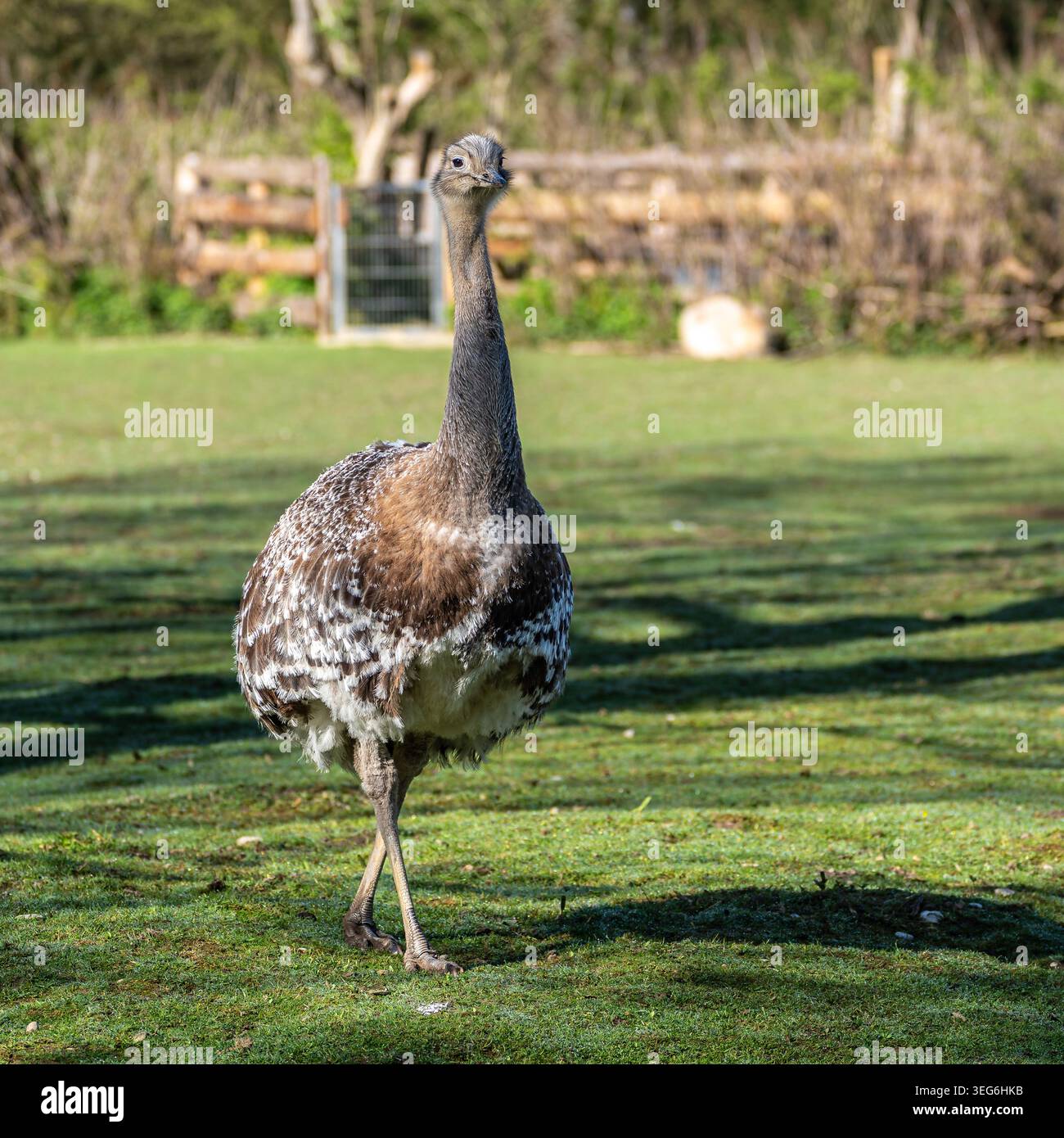 Darwin's rhea, Rhea pennata also known as the lesser rhea. It is a ...