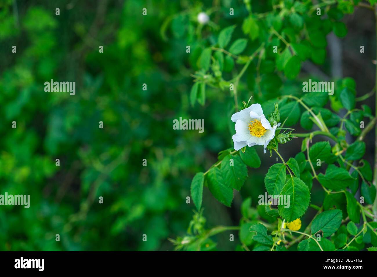 Vibrant flowers in full spring bloom Stock Photo