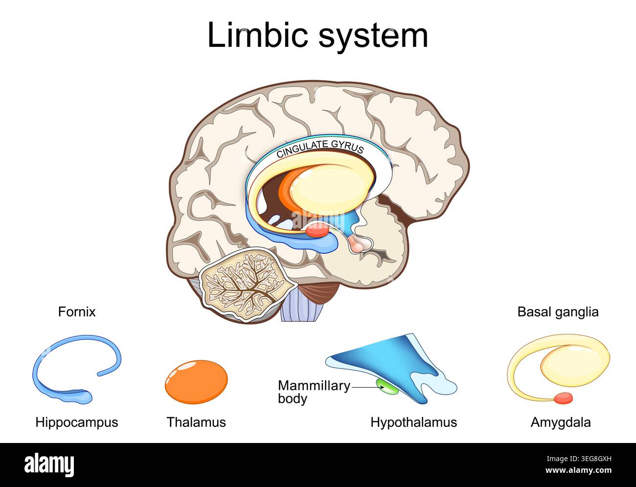 Limbic system. Cross section of a human brain. Close-up of Mammillary ...