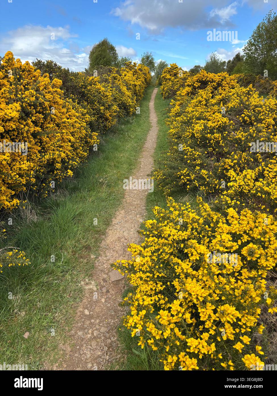 5/8/26: Bunloit, Inverness, Scotland — A path on the Great Glen Way trail cuts through shrubs blooming with Gorse flowers. Photo by Charles K. Eans - Smartphone Captured Stock Image