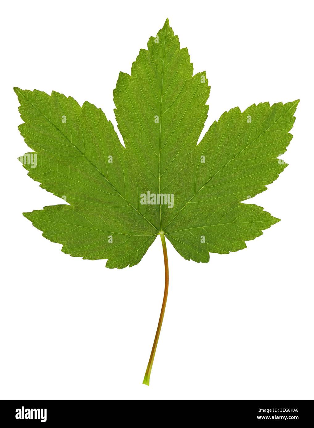 Green Maple Leaf Isolated on Black Background Stock Photo