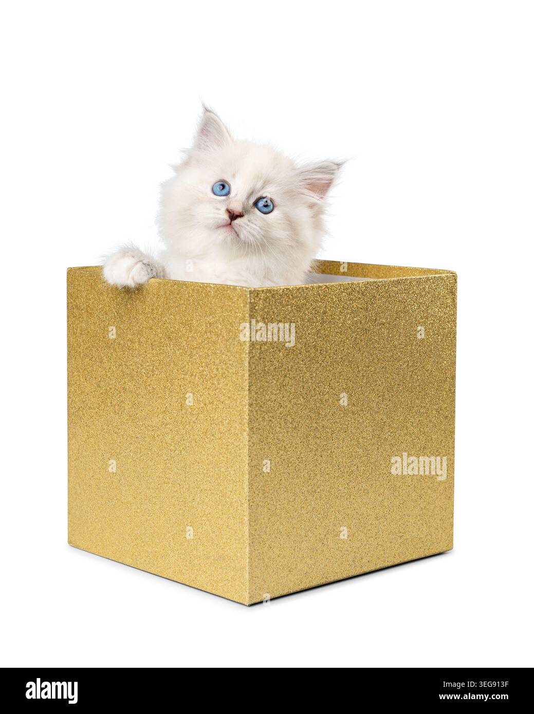 Adorable fluffy white Ragdoll kitten with blue eyes looking up while sitting inside a glittery golden gift box isolated on white background. Stock Photo