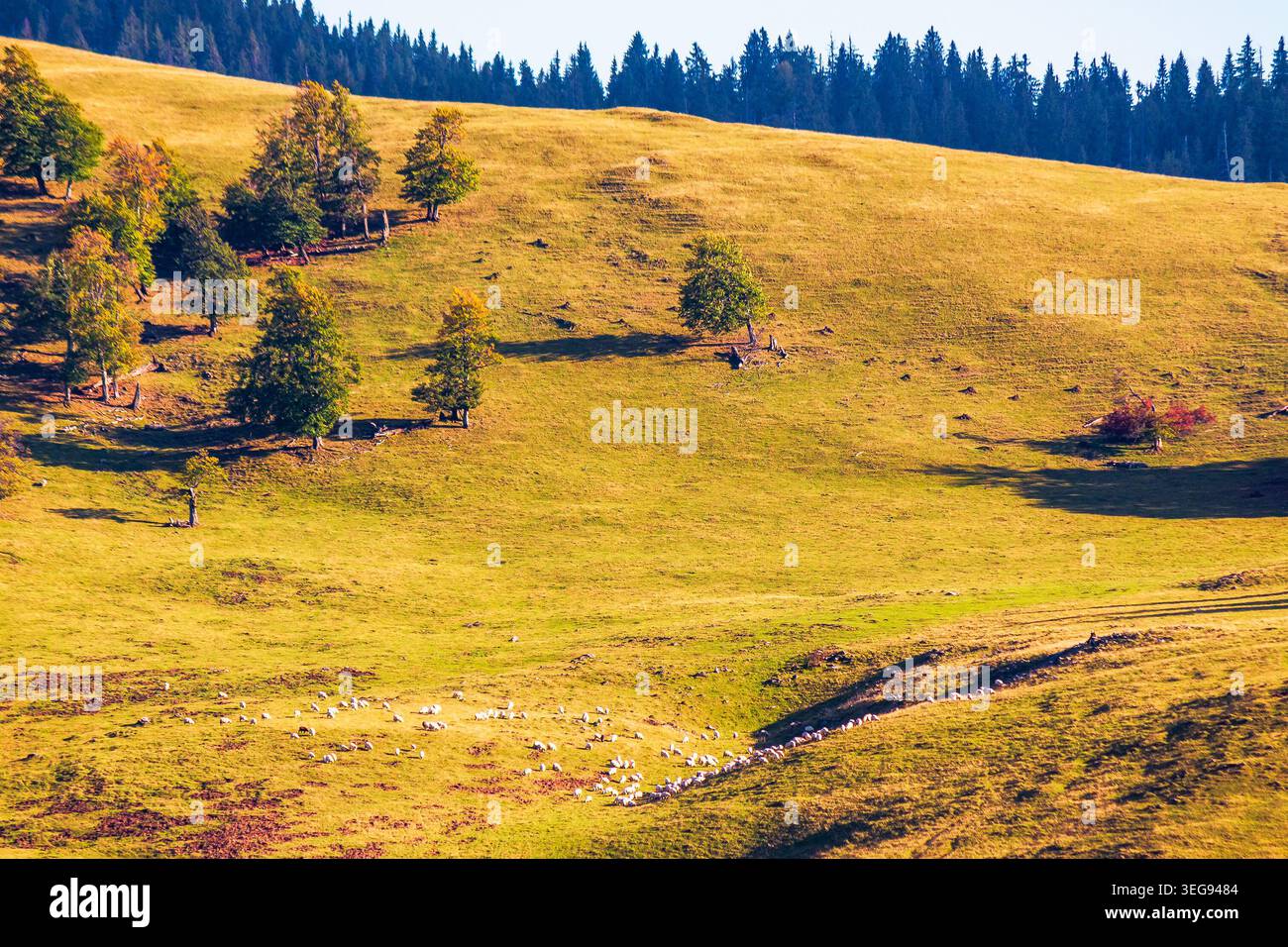hillside of mountain range with coniferous forest and meadow. wonderful view of a grassy meadow on steep hill. nature background of apuseni natural pa Stock Photo