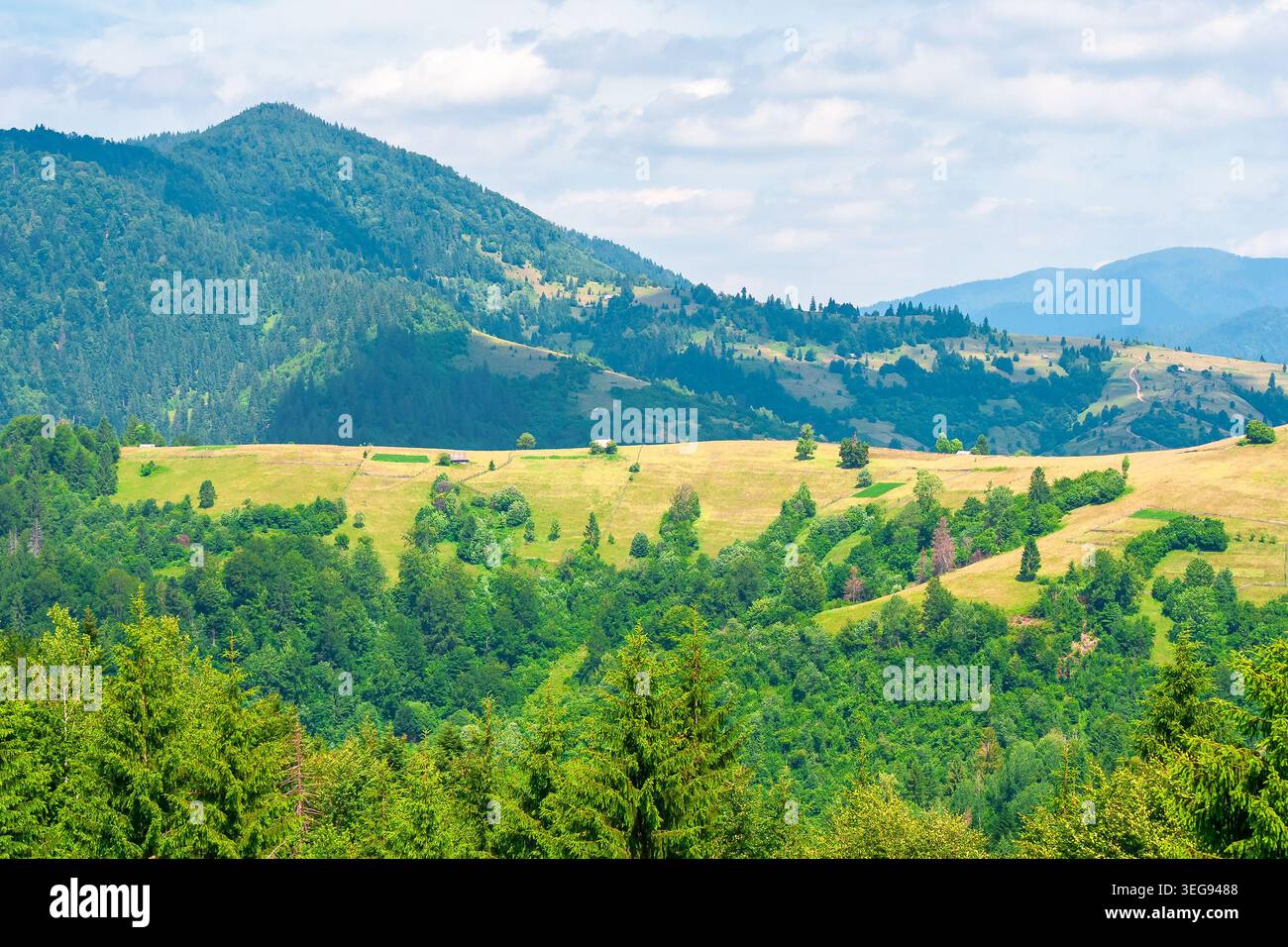 agricultural field on hillside in mountains near village. high noon summer day. green carpathian mountain landscape. narrow view. organic farmland bea Stock Photo
