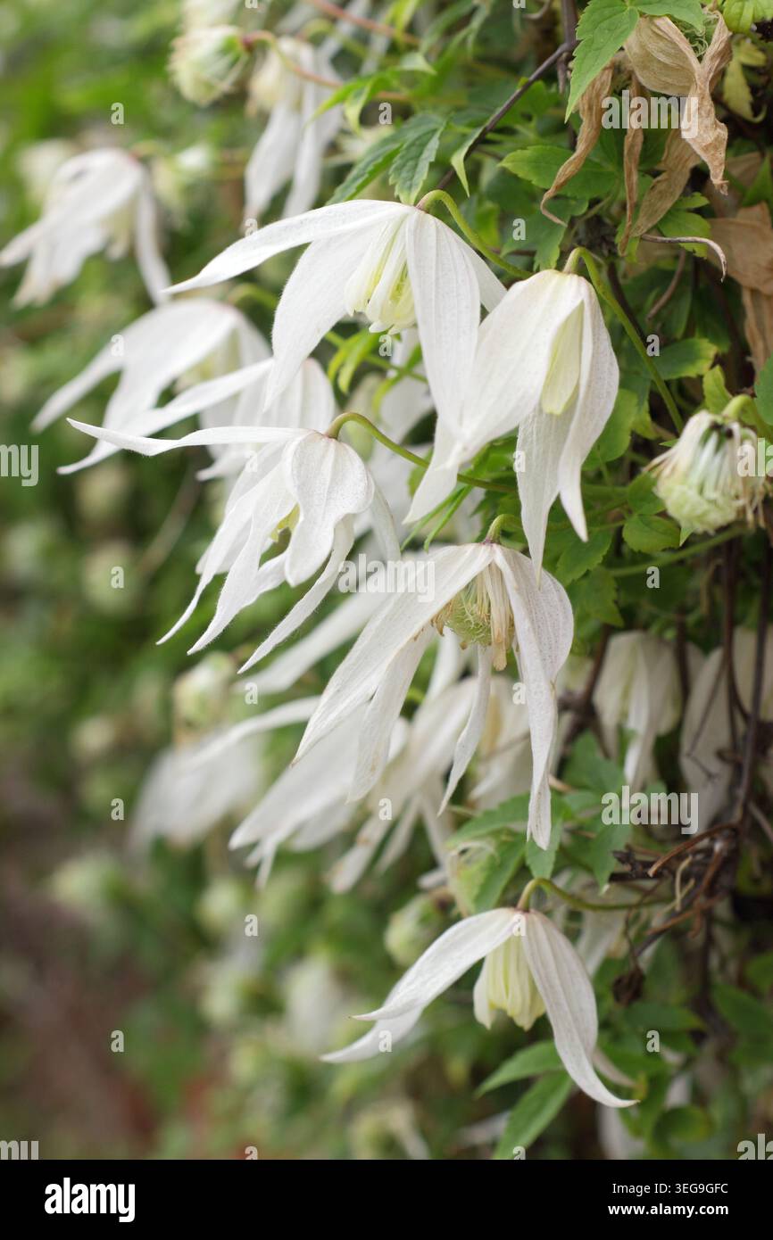 Clematis white columbine Stock Photo - Alamy