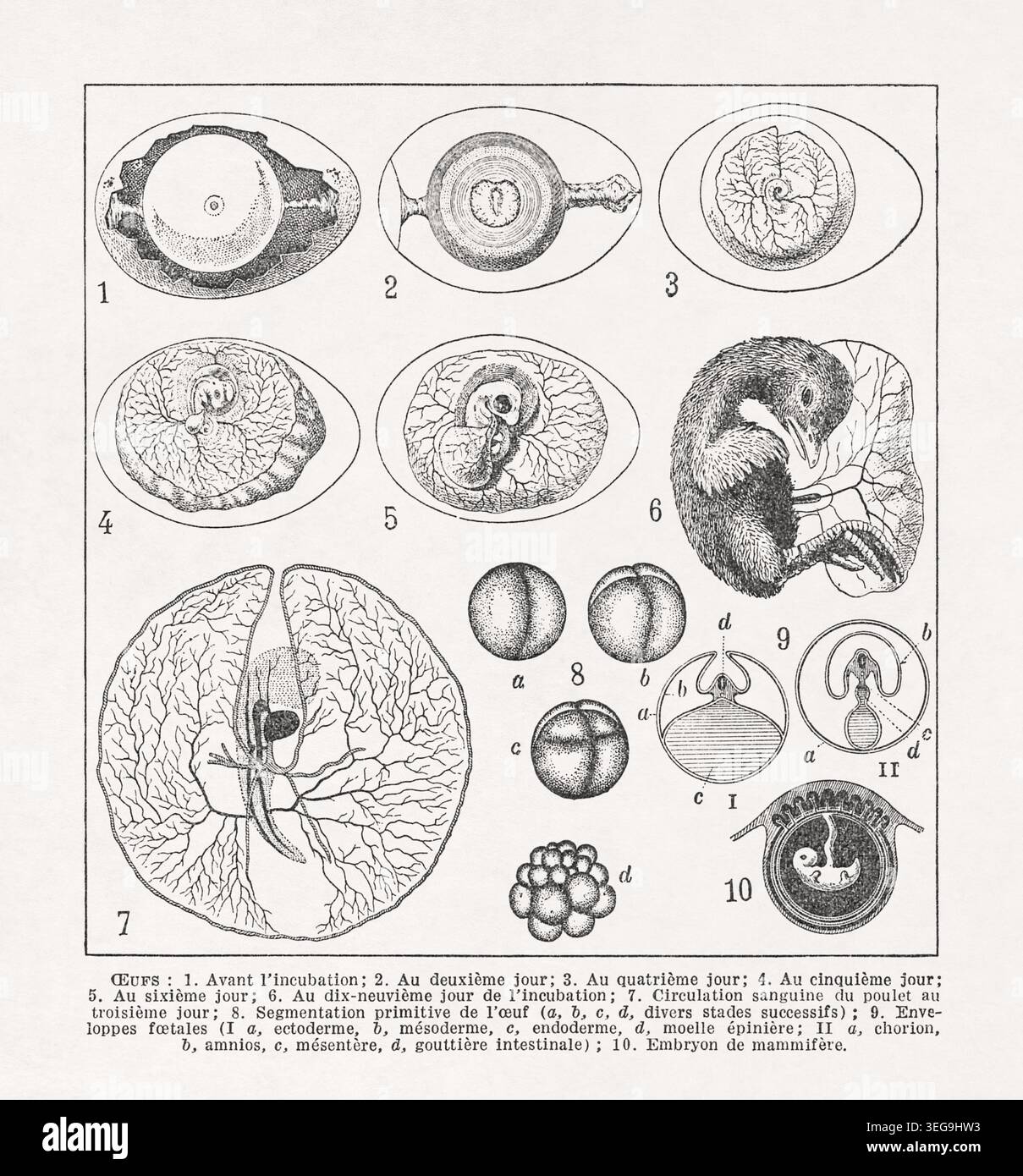 Black and white veterinary illustration about the stages of chick ...