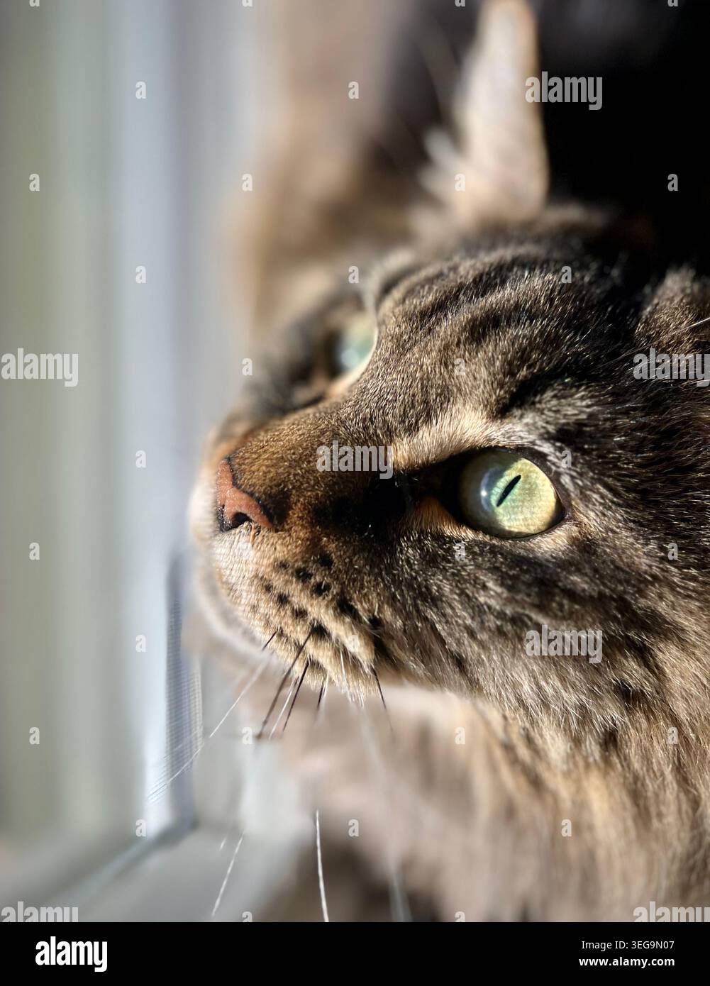 Cat looking up and out a window Stock Photo