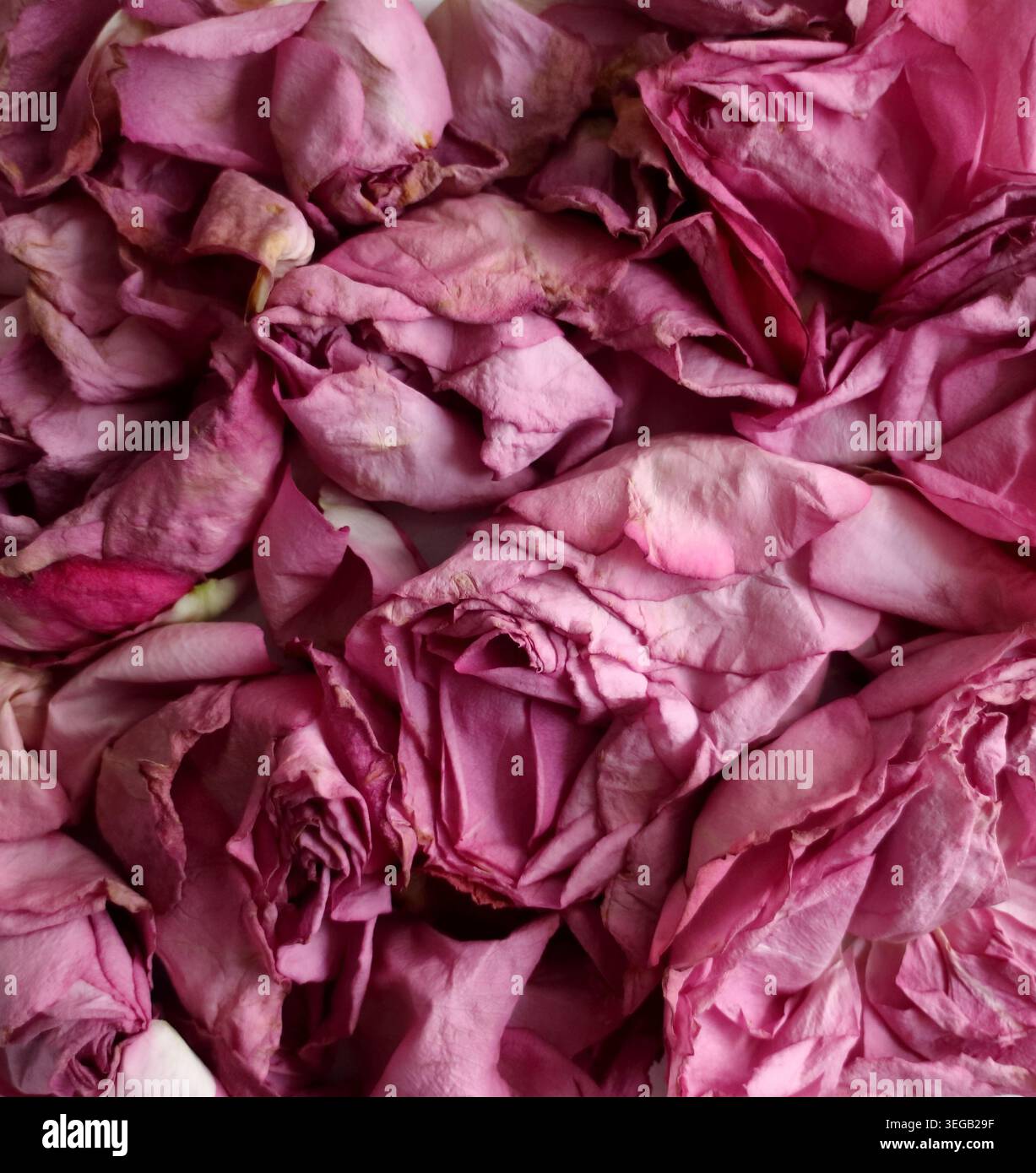 Closeup of withering dead red roses Stock Photo - Alamy