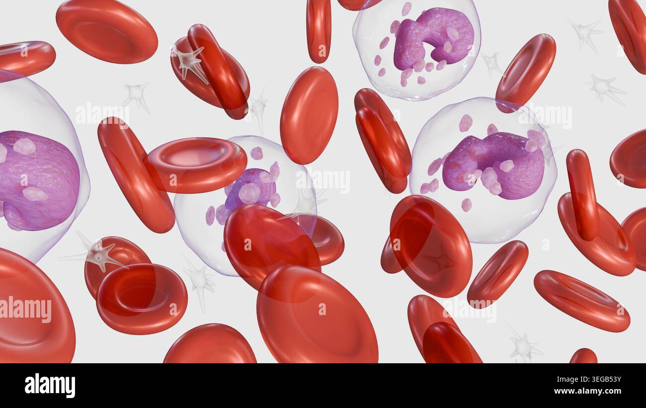 A 3D medical illustration of depicts various blood components including ...