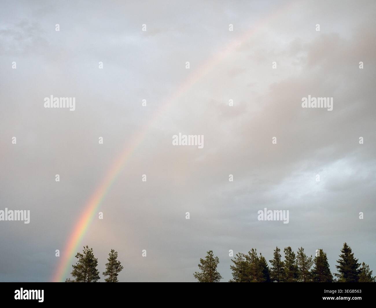 rainbow over tree tops in a cloudy sky Stock Photo