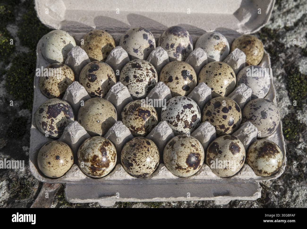 The Common quail (Coturnix coturnix) eggs Stock Photo
