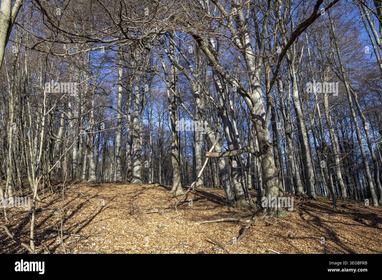 Beech forest without leaves in winter time. Beech trees trunks Stock Photo