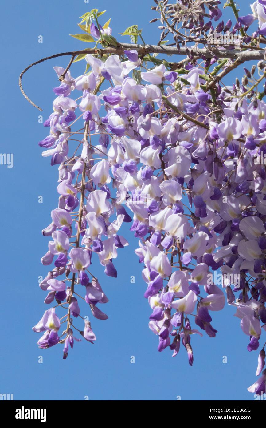 Japanese Wisteria W. floribunda Texas Purple Stock Photo - Alamy