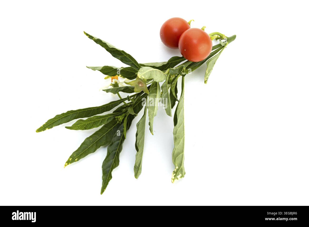 Solanum pseudocapsicum or Jerusalem cherry twig isolated on white background Stock Photo