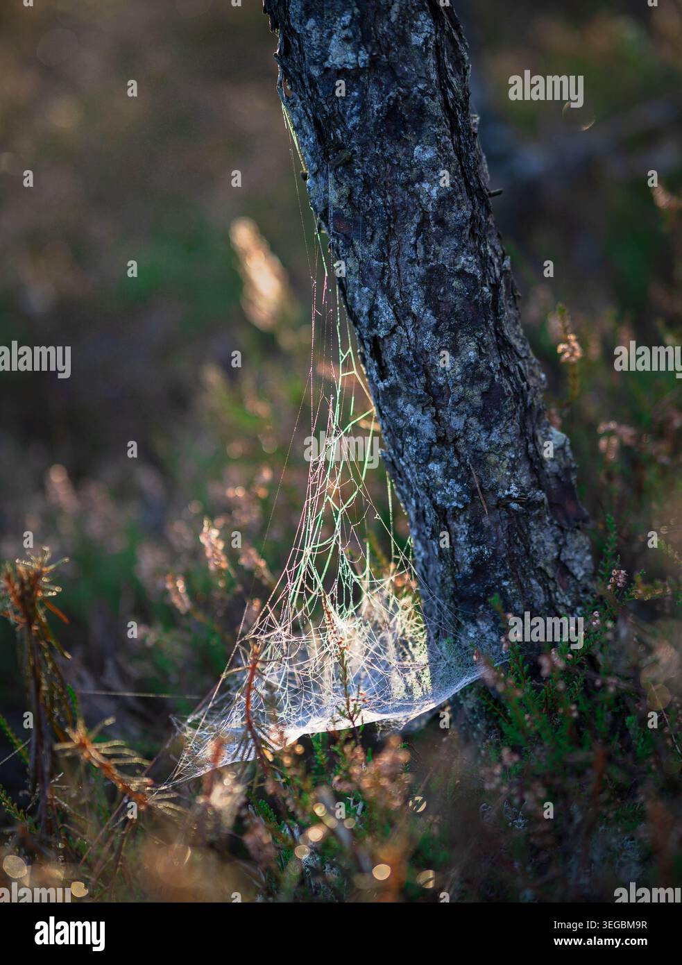 Dew covered spider web on a tree trunk in morning light Stock Photo