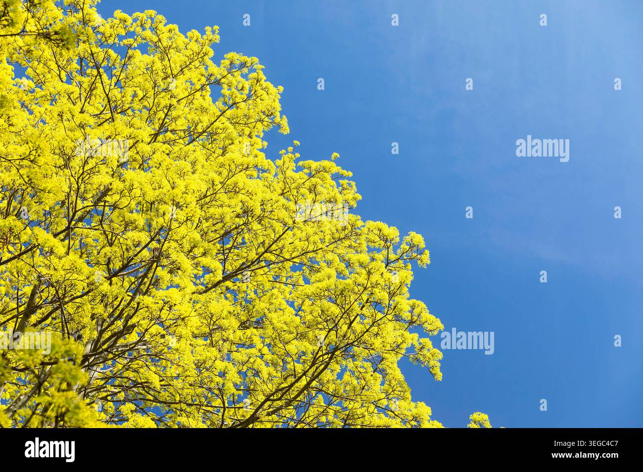 Ahorn acer in Blüte vor blauem Himmel *** Maple acer in bloom against a blue sky Stock Photo