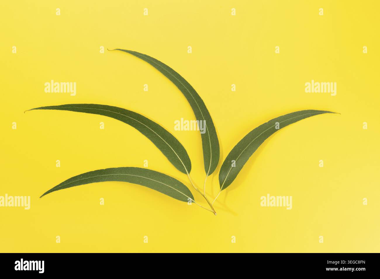 Fresh Eucalyptus leaves isolated on yellow background Stock Photo
