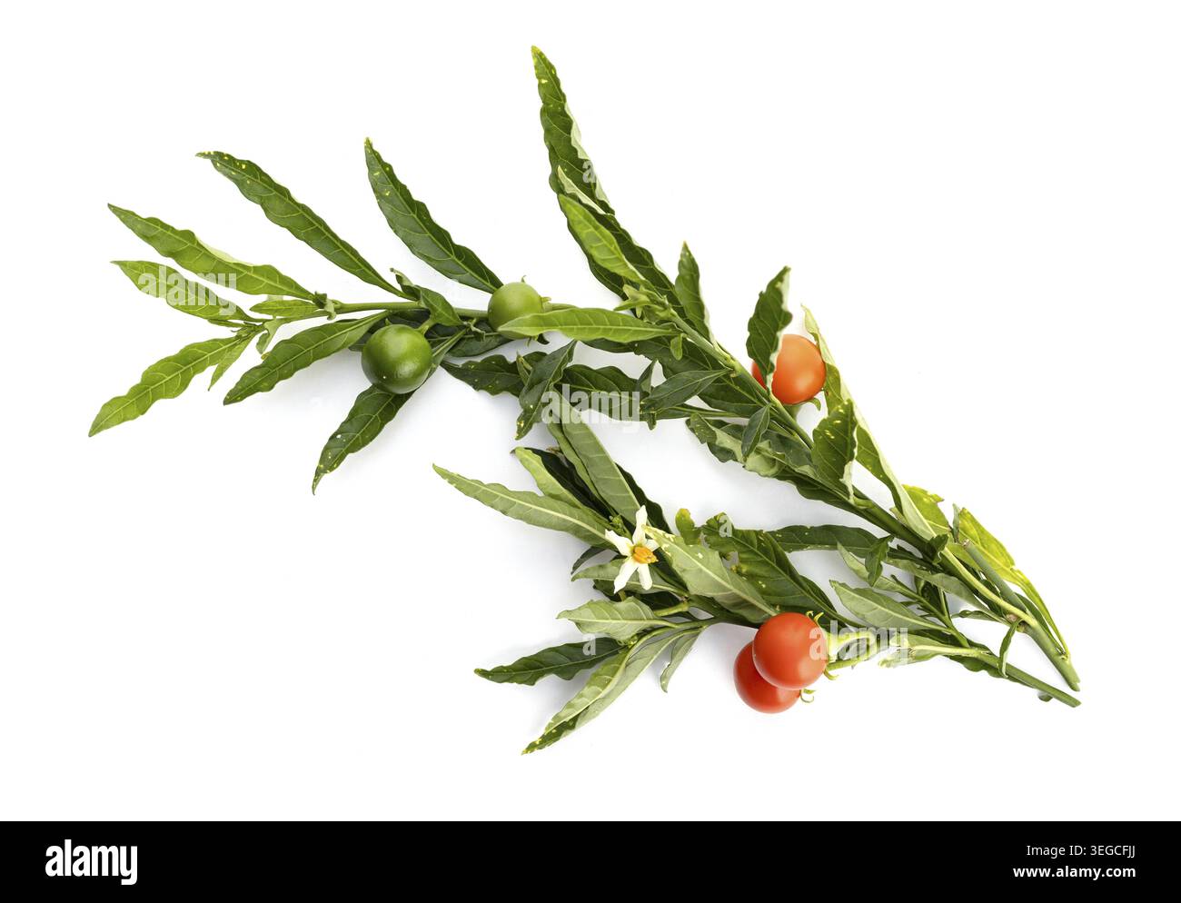 Solanum pseudocapsicum or Jerusalem cherry twig isolated on white background Stock Photo