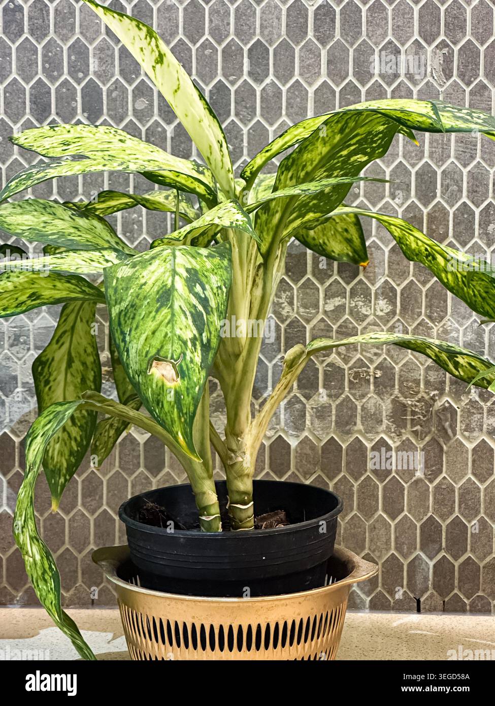 indoor cheese plant Monstera Adansonii 'Swiss Cheese'