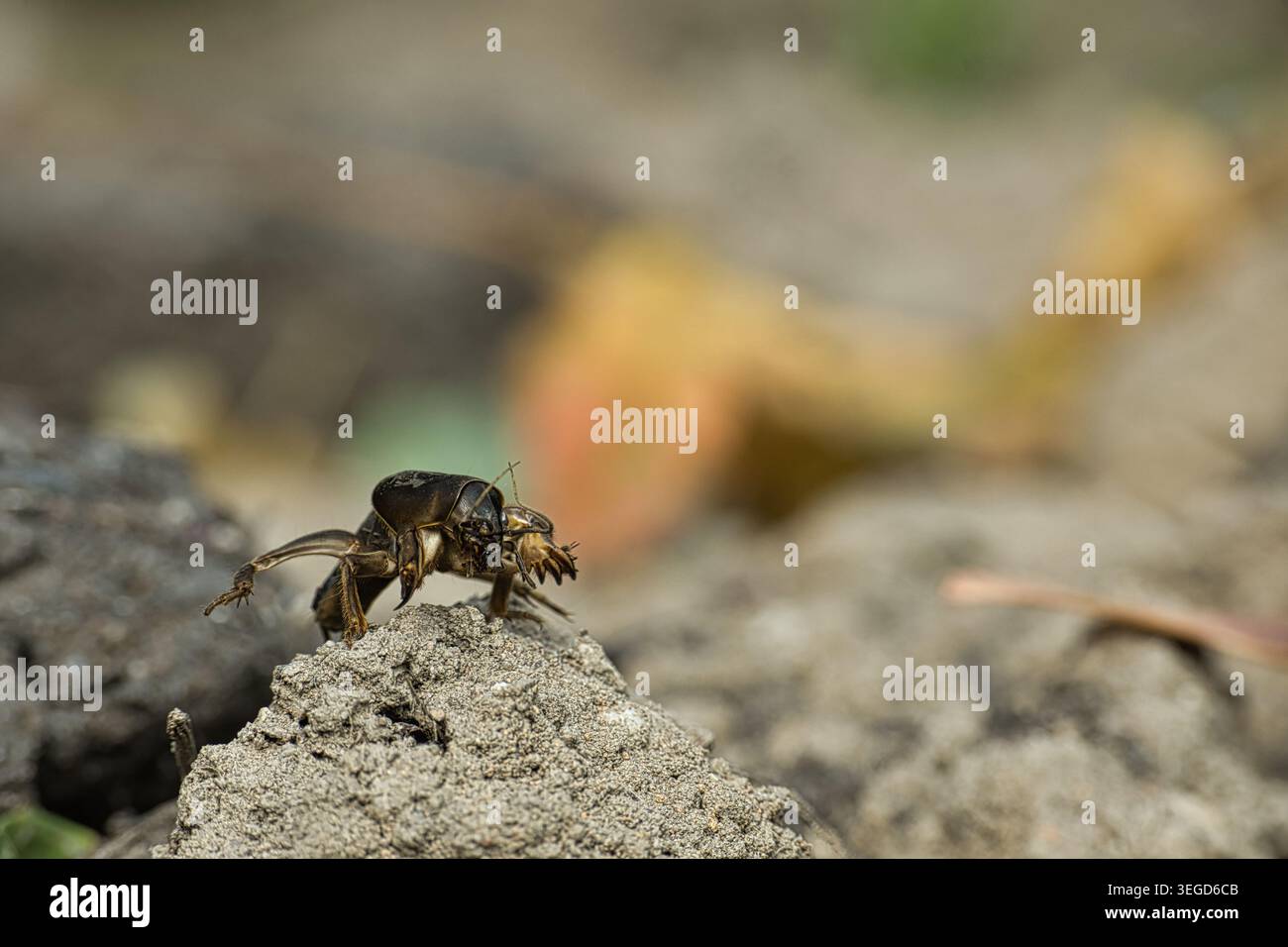 Mole cricket crawling on dry soil, showing detailed texture, burrowing ...