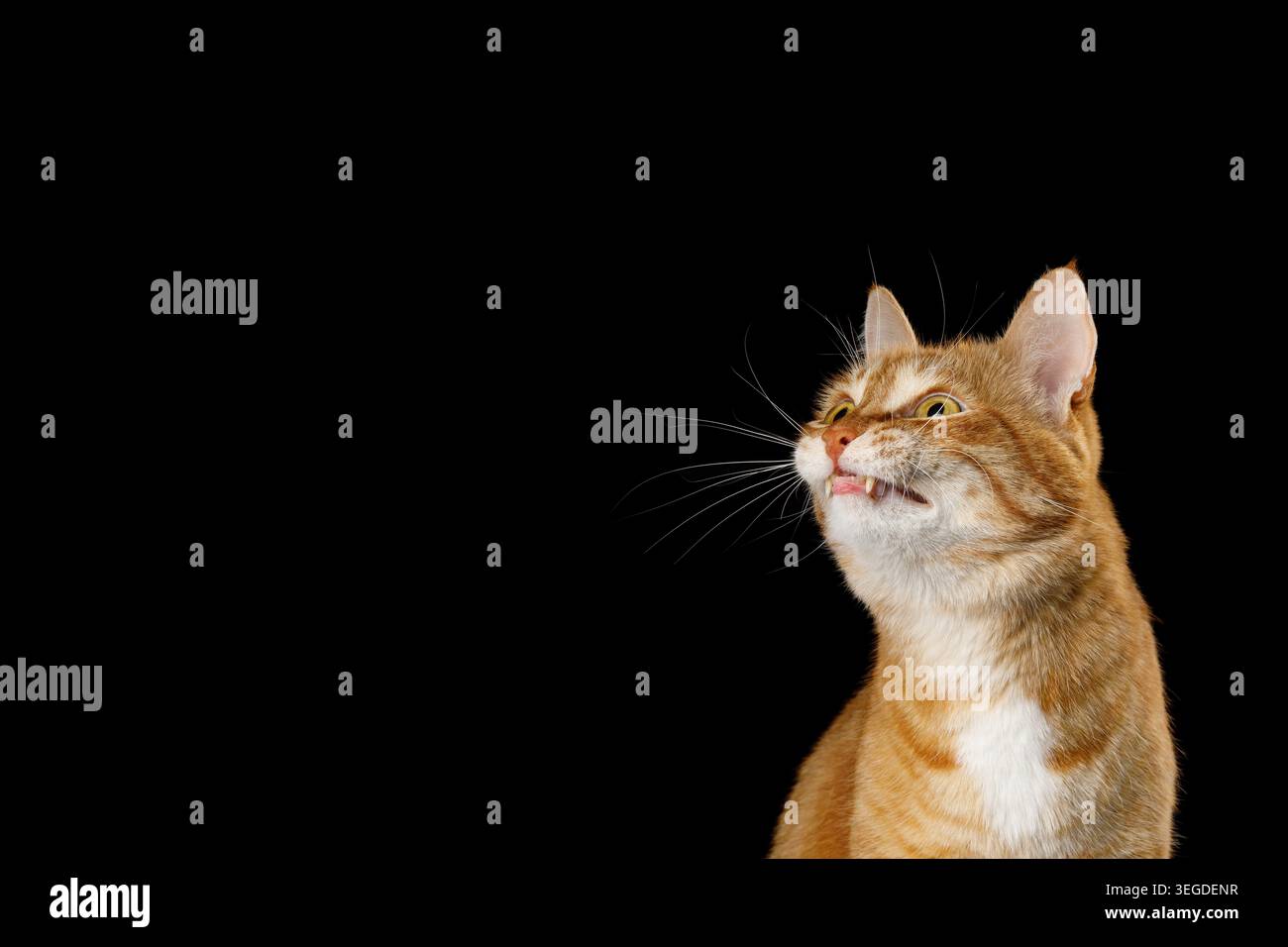 Ginger tabby cat with curious sideways glance looking to side against isolated black background in studio portrait Stock Photo