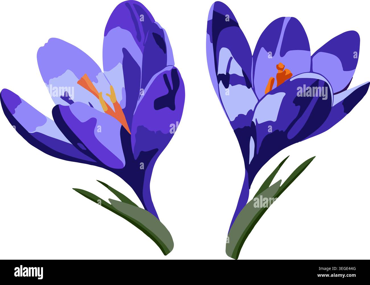 Vector isolated illustration of crocus flowers. Stock Vector
