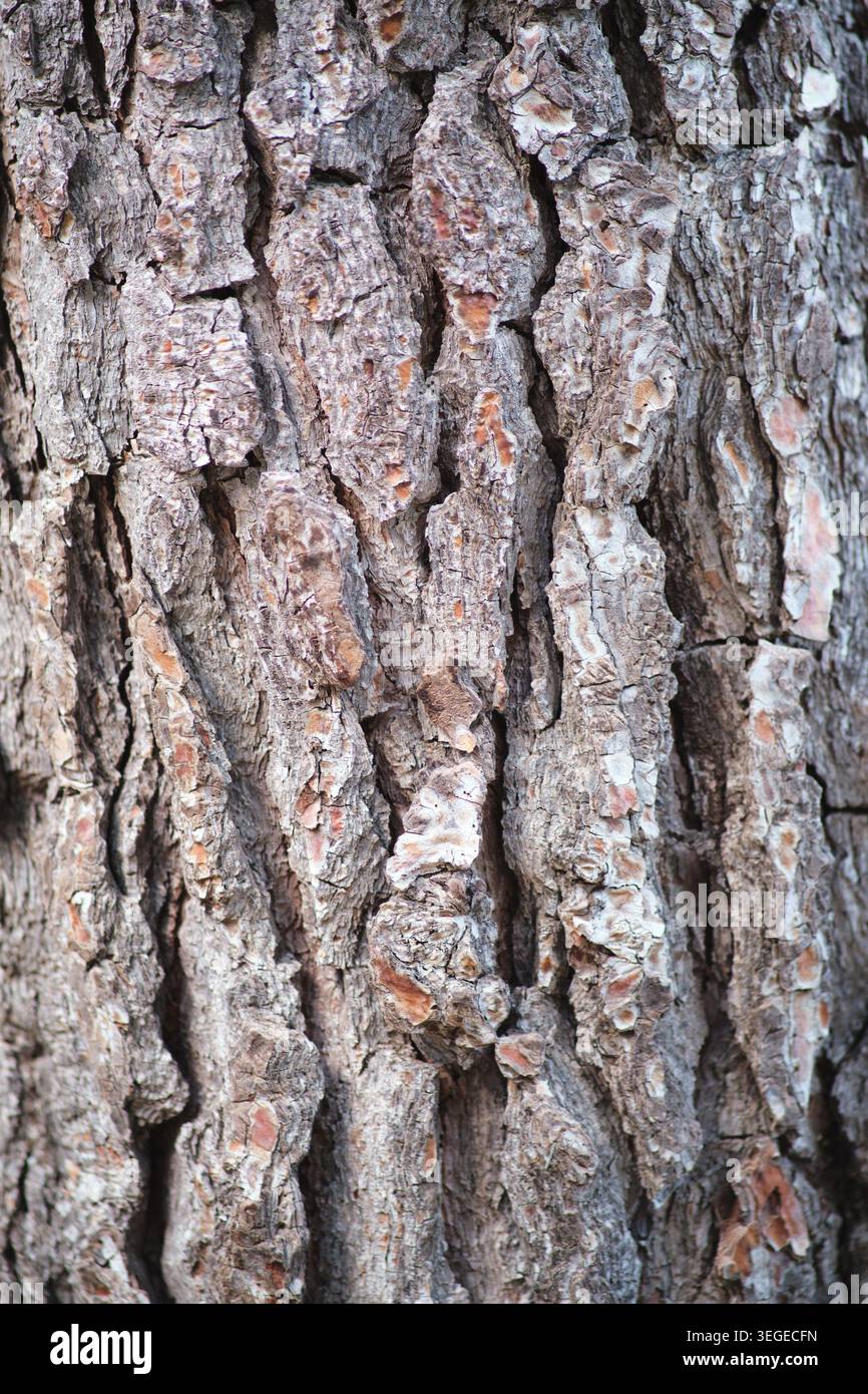 close-up shot of tree bark texture Stock Photo